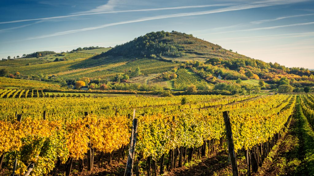 Tokaji szőlők